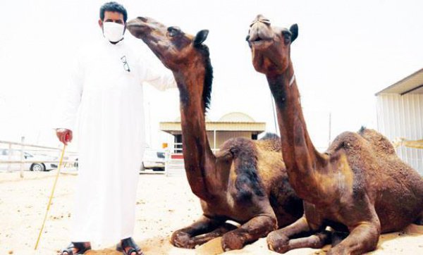 0% верблюдов в регионе Персидского залива-носители вируса, и болезнь может передаваться на расстоянии 1 метра