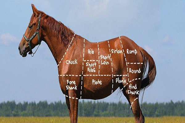 Разрешено ли употреблять в пищу конину?