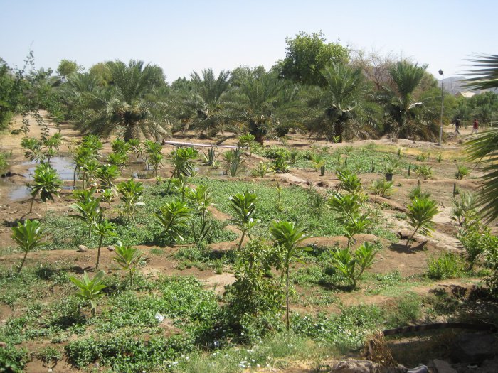 Финиковый сад халифа Усмана (р.а.), который кормит людей на протяжении 1400 лет