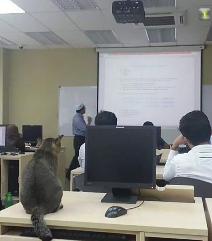 Любимое животное Пророка (ﷺ) полюбило посещать лекции в Исламском университете Малайзии