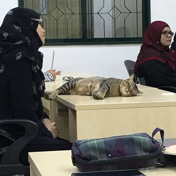 Любимое животное Пророка (ﷺ) полюбило посещать лекции в Исламском университете Малайзии
