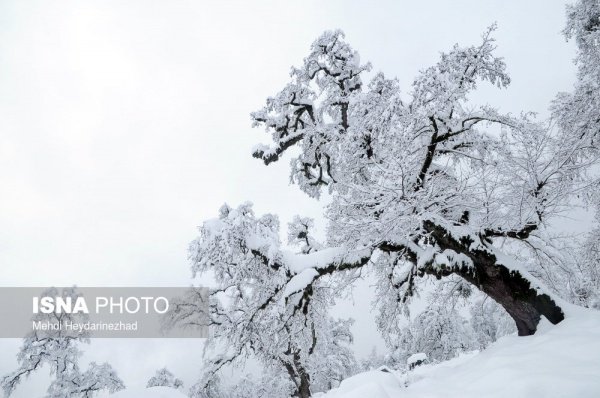 Снег окутал северные провинции Ирана (Фото)