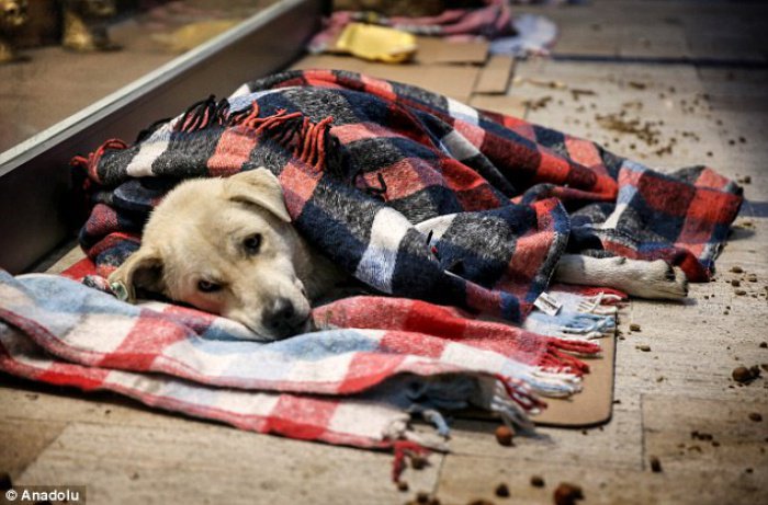 Волонтерская акция в Стамбуле растрогала пользователей Сети