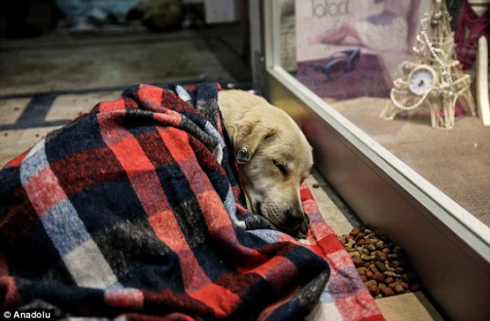 Волонтерская акция в Стамбуле растрогала пользователей Сети