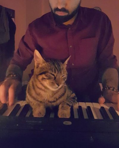 Кот из Турции покорил пользователей социальных сетей любовью к музыке