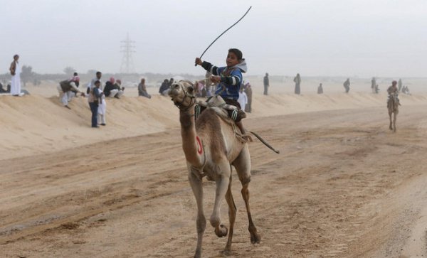 Самое популярное зрелище на Востоке: верблюжьи бега