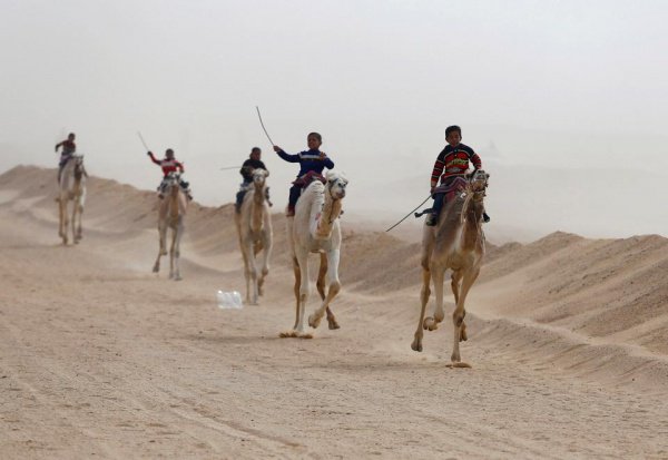 Самое популярное зрелище на Востоке: верблюжьи бега