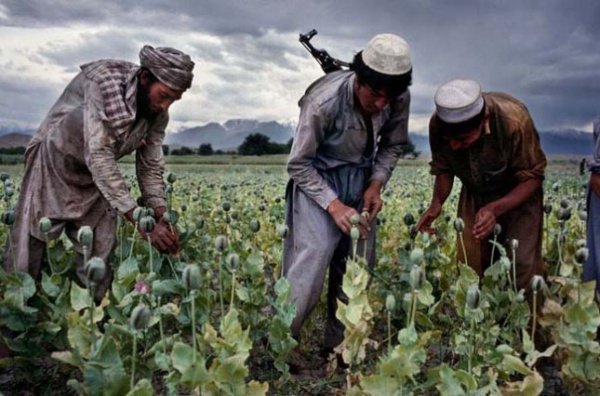Пол-Афганистана засеяли опиумным маком