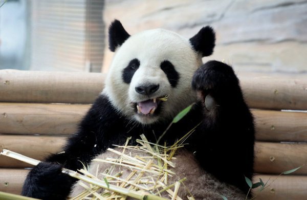 Панды стали вегетарианцами и ощутили горечь