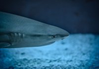 Большую акулу нашли в водах Грузии