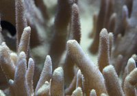 У берегов Италии найден уникальный коралловый риф