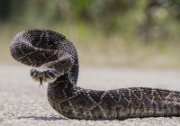 В Техасе из-под жилого дома вытащили 45 гремучих змей (ВИДЕО)