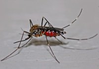Исследование: россияне боятся заразиться ВИЧ через укус комара