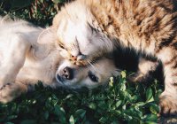 «Яндекс» создал сервис поиска пропавших домашних животных