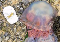 Громадную медузу нашли на пляже в Англии
