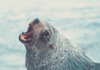 В Шотландии тюленей научили петь саундтрек из «Звездных войн» (ВИДЕО)