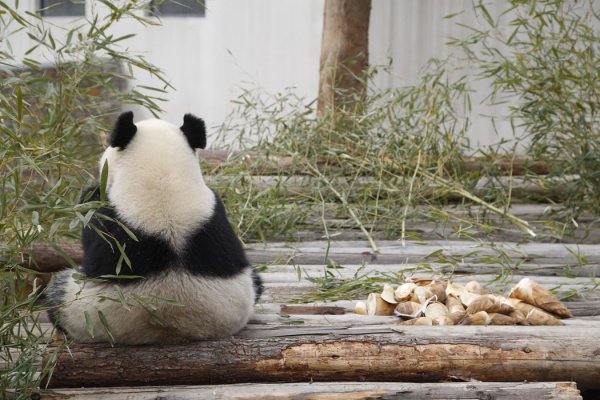 На китайском языке «большая панда» звучит как «xióngmāo», что переводится как медведь-кошка