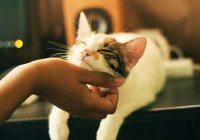 Медики: кошачье мурлыканье успокаивает нервную систему