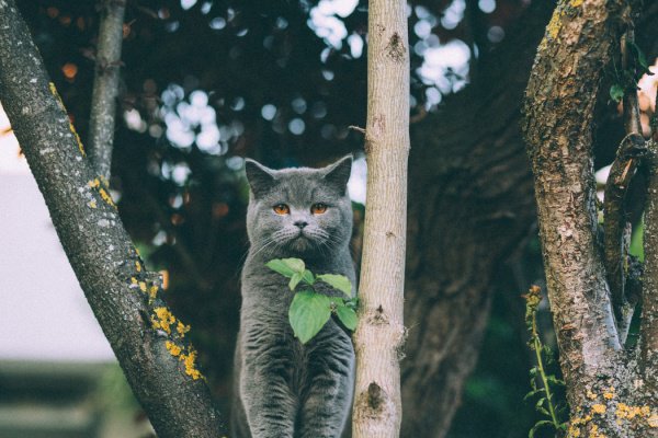 Проект «Питомцы Mail.ru» изучил данные порядка 18 тыс. владельцев кошек