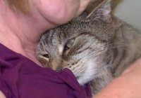 В США сбежавший кот вернулся домой через 11 лет