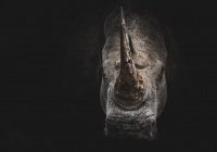 В Забайкалье 5-летний мальчик выкопал кости древнего носорога