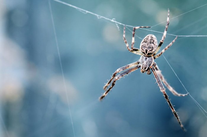 Сотни ядовитых пауков родились в Австралии видео
