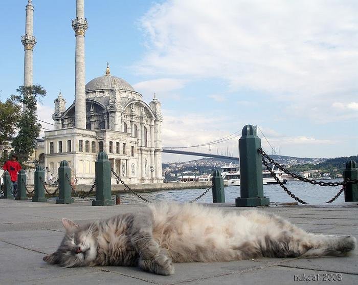 Кому в Турции жить хорошо: как животные ночуют в торговых центрах