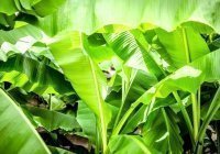 Пластик из банановых листьев изобрели в Австралии