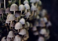Ученые предсказали появление городов из  живых грибов