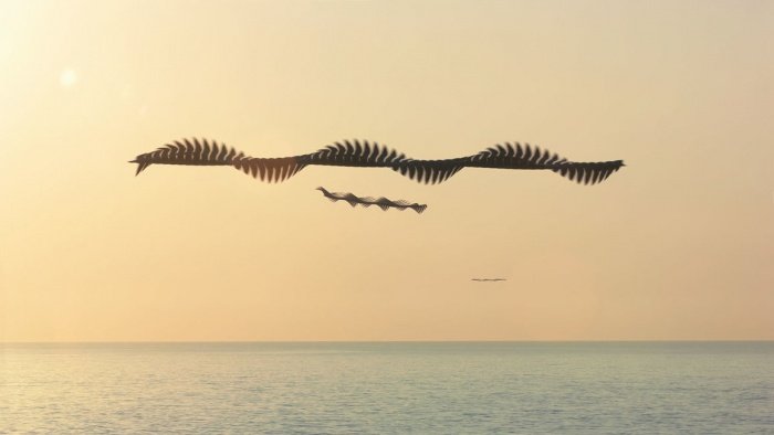 Испанский фотограф показал, как в небе выглядят следы птиц 