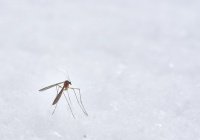 Стало известно о возможном исчезновении комаров