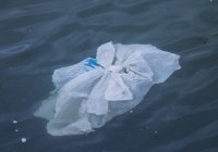 К 2050 году в океане может быть больше пластика, чем рыбы