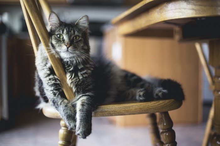Вирус, по словам ветеринаров, к состоянию здоровья кота отношения не имел