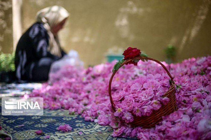 Розовый рай: как собирают цветки для розовой воды в Голестане