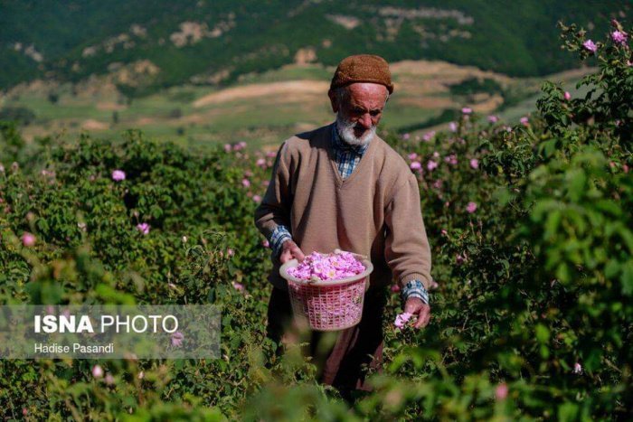 Розовый рай: как собирают цветки для розовой воды в Голестане