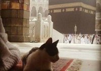 Как мекканские коты посещают ифтары и будят паломников на утреннюю молитву (ФОТО, ВИДЕО)