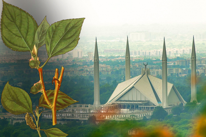 Почему пакистанский Исламабад называют мировой столицей аллергии? 