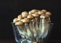 В грибах обнаружены убивающие COVID-19 соединения