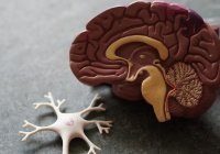 Выявлен новый способ борьбы со смертельной болезнью мозга