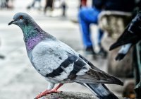 Ученые подсчитали количество птиц на Земле
