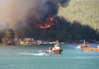 В Турции арестованы подозреваемые в поджоге лесов
