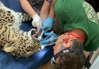 Леопарду в национальном парке Сочи вылечили зубы