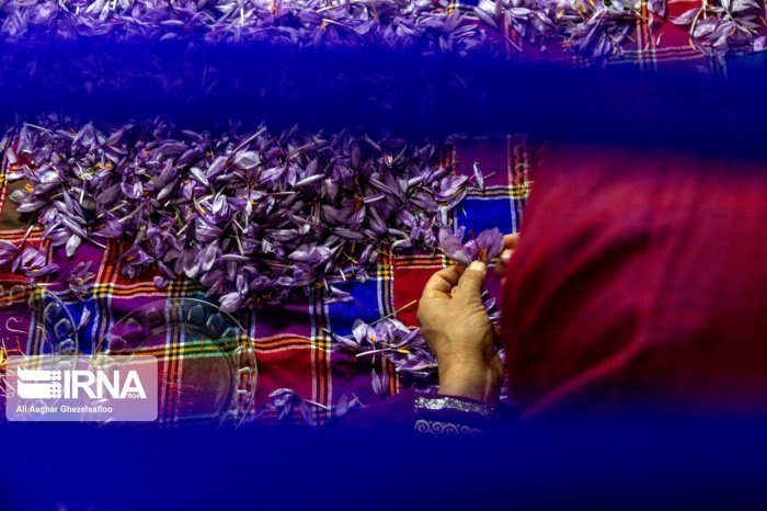 Иранская пряность на вес золота: как проходит сбор шафрана (Фото)