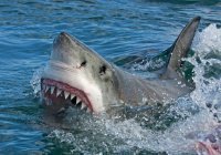 Ученые объяснили причину нападения акул на людей