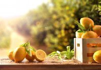 Сначала мандарины, теперь лимоны: очередной запрет на ввоз турецких цитрусовых в Россию