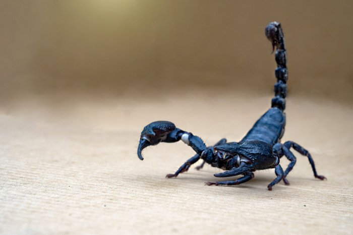 Скорпионы размером с мулов и сорок лет боли