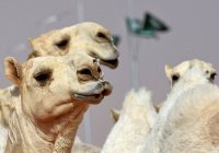 В Саудовской Аравии более 40 верблюдов сняли с конкурса красоты