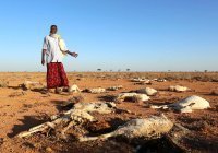 На Сомали обрушилась сильнейшая за 40 лет засуха