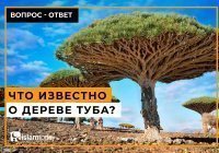 «Нет ничего слаще его плодов»: что ещё известно о дереве Туба?
