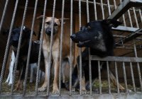 В России начнут штрафовать хозяев, выбрасывающих животных